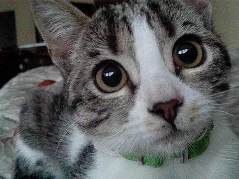 LADYARIASGARCIA's tweet photo. @BravissimoCity  Luna es la consentida de la casa !! La amamos ! http://t.co/Djmaute7wg