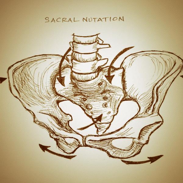 jackieszabo's tweet image. Sacral Nutation- #femursdescending #forwardfolds #vinyasa #anatomy #yoga #4pm #livetolearn #anatomy #myd