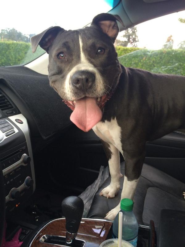 Grace is on her way to our adoption event at Petco Interbay in Seattle!