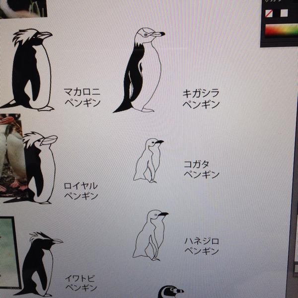 みずいち Auf Twitter 只今ペンギン分布図を作成中 単色単線だけで表現したいからキガシラの頭部のグラデどに迷う あとコガタとハネジロの描きわけ ハネジロのがフリッパーの白の面積が広いらしい Http T Co 4p15aodwxn