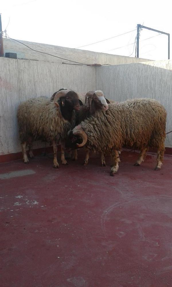 Jiihanehrd1's tweet image. #Aiid mabrouuk #Iyi Bayramlar ♥♥♥;-) :-D ☆♧☆♧☆♧☆  :*