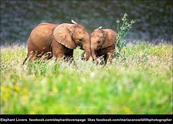 RT @Tximeletalua: #GMFER #MarchAgainstExtinction #SOSElephants #SOSRhinos #96Elephants #MarchForElephantsAndRhinos