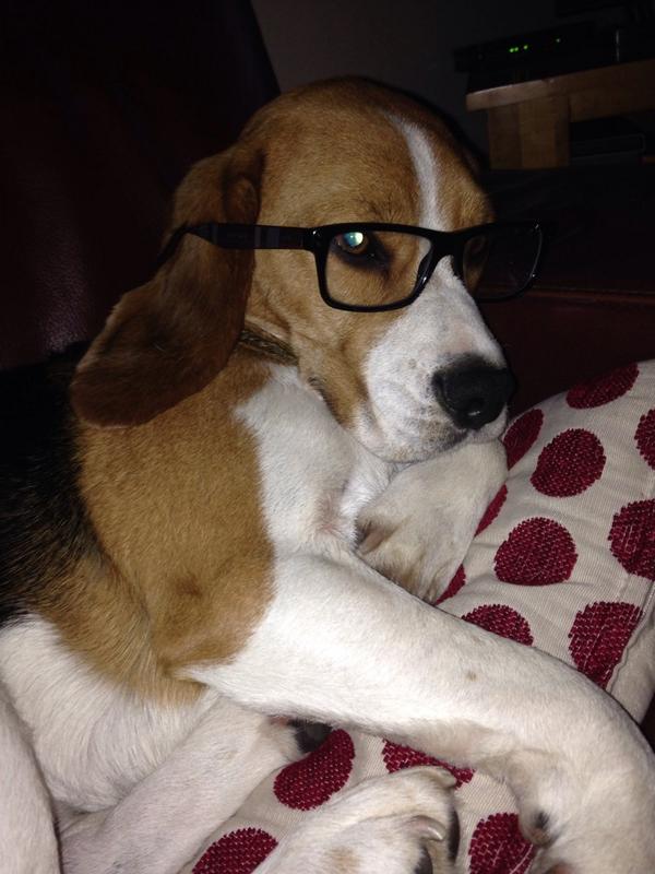 Can someone pass the newspaper please #beaglegeek