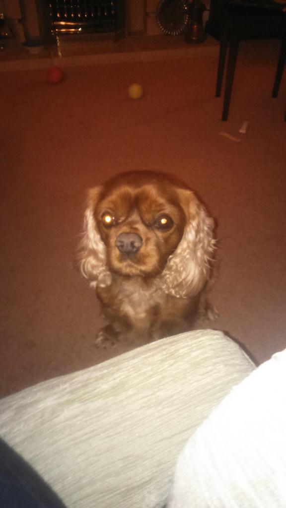 AliSwright's tweet image. Such a sad face!