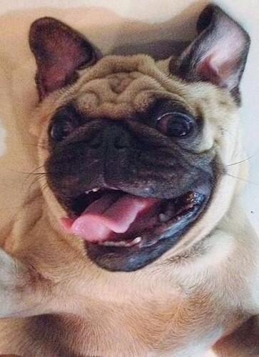 dadongstah's tweet photo. Don't be sad. Be a pug! #usfcaLEGACY http://t.co/QQR3MvztGx