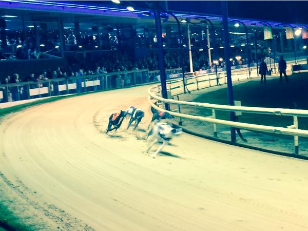 erikammer's tweet image. @RomfordDogs 1st time dogs race. #addictivefun