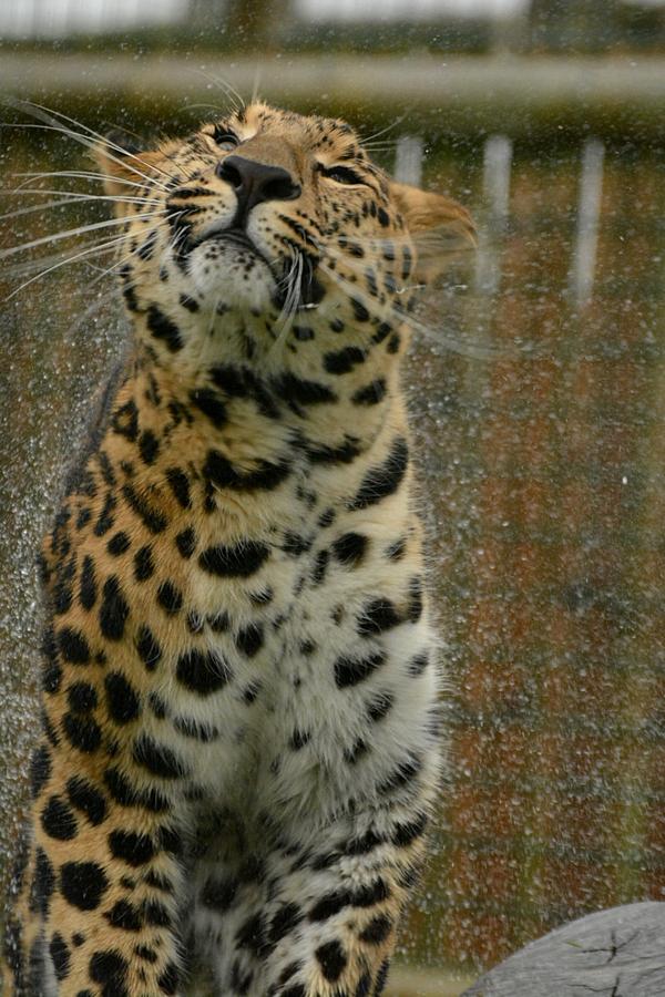 @BigCatWHF great photo day today, the rarest big cat in the world, not wanting to get too wet!