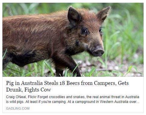 bill_b3's tweet image. #LifeGoals to have a pet pig like this one #pigsdontfly #buttheygetdrunk