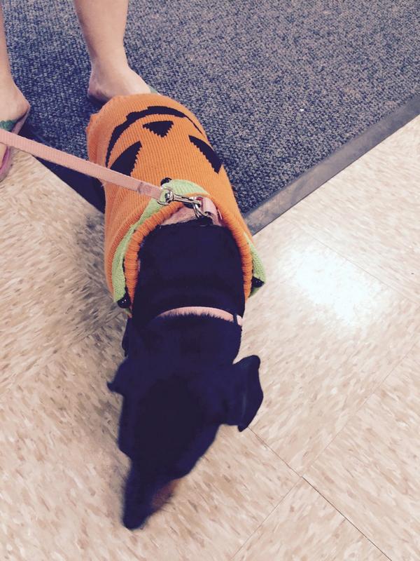 samanthaaa_nXO's tweet photo. Halloween sweater at #Store2522 #inspiredbypets http://t.co/K62PF4dZXY