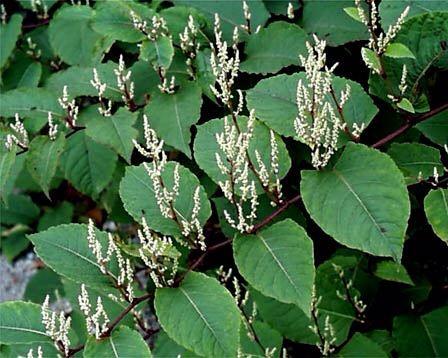 Chain オリーブ A Twitter １０月５日の誕生日の花は タデ科のイタドリ 虎杖 です 日当たりのよい山野などに生えています 若い芽は食用に 茎は薬用になります 花言葉は 回復 です 今日誕生日を迎えられた方 おめでとうございます 誕生日の花と花言葉 Http