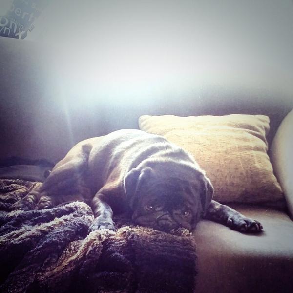 Katie_nightwolf's tweet photo. This little shit woke me up at 7 by sitting on my face, then went &amp; sulked cause I wouldn't play with him #puglife http://t.co/At6fMJ0BUA