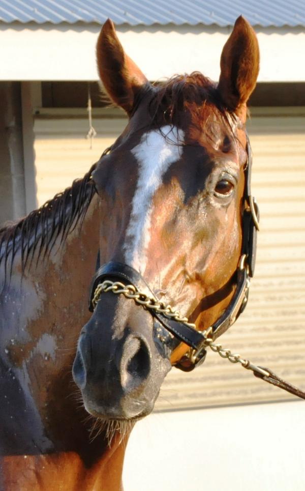 MrsClaireCrosby's tweet image. Nothing runs like a Dan! #WiseDan #AllHeart #Champion
