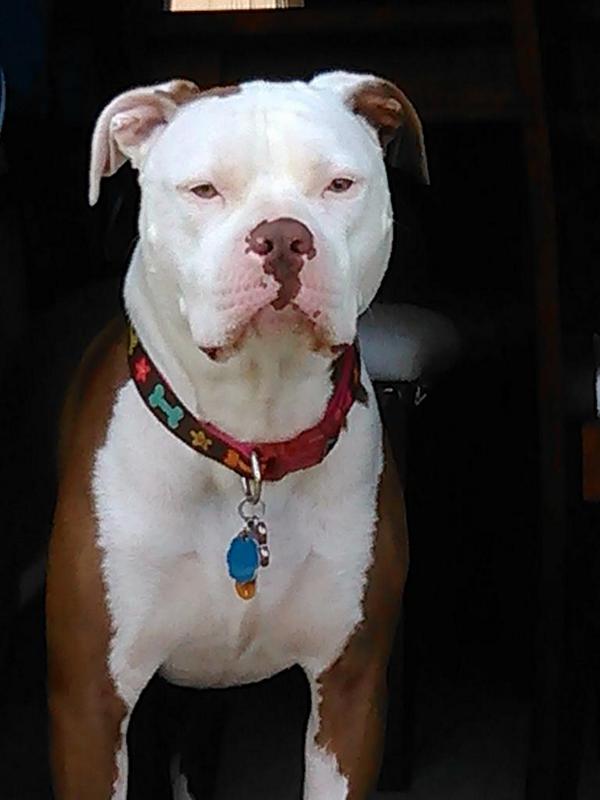 #Pitbullsandparollees