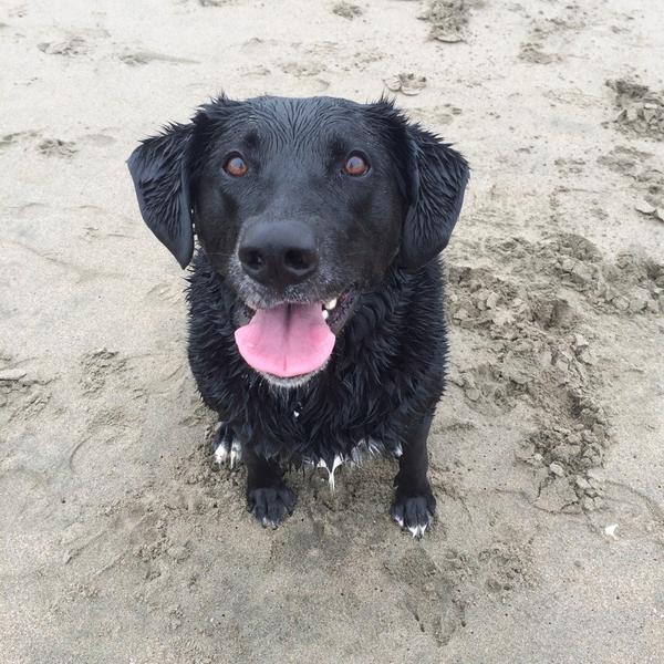 missmoxxxie's tweet image. Levon says "I hope you both win!" #dogsofwftda #talk2wftda