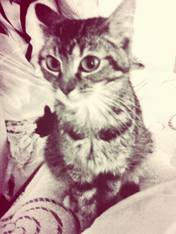 kyleishbatmancx's tweet photo. Kitty Says Hai c: http://t.co/5NwmpMY77c