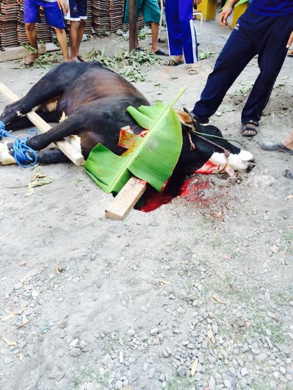 eksekusi sepi pertama, semoga qurbanmu diterima👼