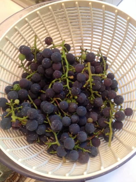 Not as ripe as I wanted but the birds keep taking them before I can pick. http://t.co/B8y1tW2H2N<a href="/tag/thebigleap"class="tags"><span>#thebigleap</span></a>