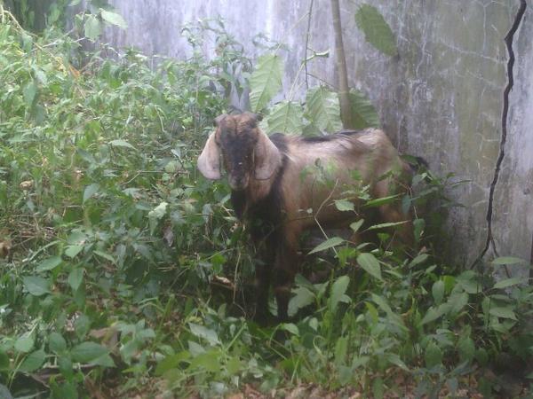 Ini penampakannya kemarin <a href="/BEMFHUNILA/">BEM-FH Unila</a> <a href="/UKMFMAHKAMAH/">ukmf mahkamah</a> <a href="/psbhfhunila/">PSBH Unila Mootcourt</a> @fossifh @aliansihima <a href="/FHunila_2012_/">Fakultas Hukum Unila</a> @FH_unila_13