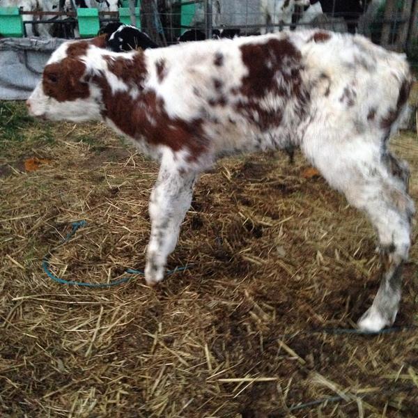 polepositiongen's tweet image. #polledprogress a daughter of Proxy-PP