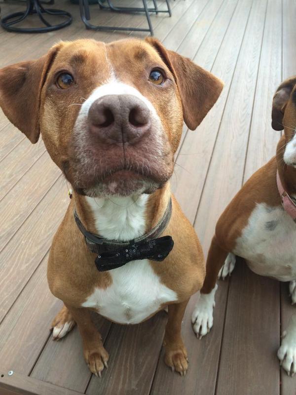 niceh0le's tweet photo. #showusyourpits guinness http://t.co/db7UBxpKJW