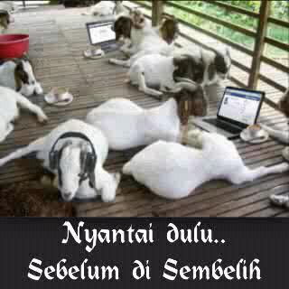 iin_rika's tweet photo. Happy ied adha 1435 H, selamat hari raya kurban http://t.co/WPxYjHzJSJ