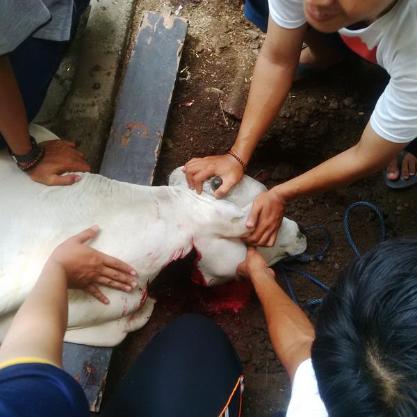 4 sapi&amp;4 kambing qurban UNIS Tangerang. Idul Adha 2014. Semoga apa yang qt qurbankn diridhoi oleh Allah SWT ammin :)
