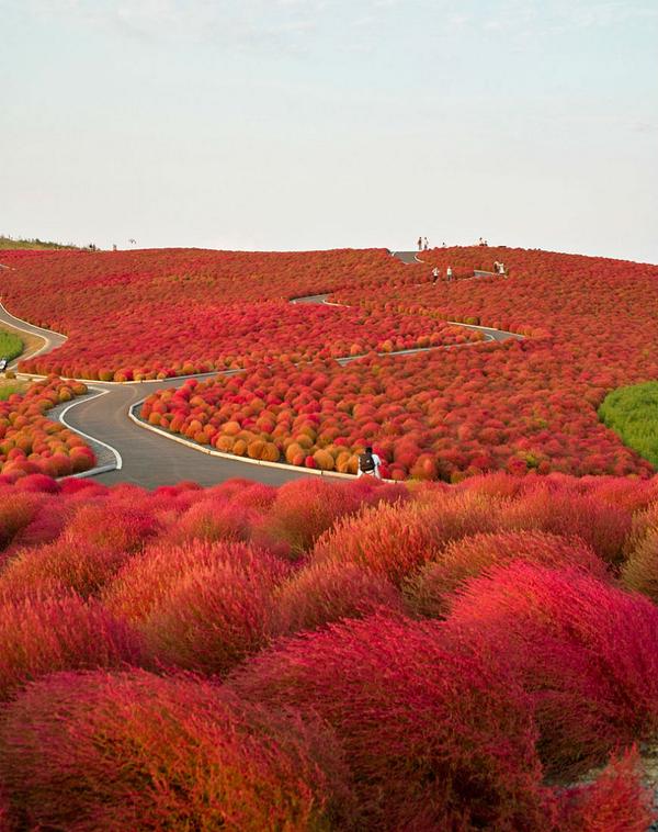 NatuArab's tweet photo. متنزه هيتاشي Hitachi Seaside Park - اليابان
' http://t.co/0eVBKW3vFD