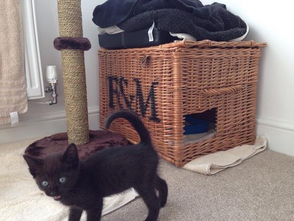 Mike_P_B's tweet photo. Thanks for the posh litter tray hideaway/ bed tower, it's purrfect. 😺 @Fortnums http://t.co/sPNscED91l