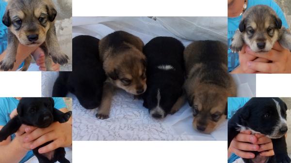 arantxa147's tweet photo. Se REGALAN cachorros de pastor alemán y pastor belga.Llamen a partir de las 18:00 horas, teléfono: 689346567 gracias http://t.co/x24RW0g88m
