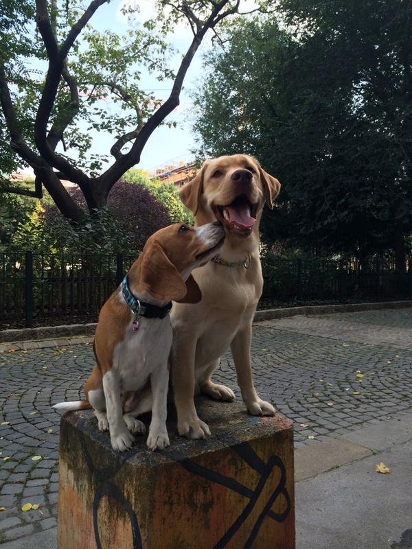 Luise beagle (@katyika83) on Twitter photo 