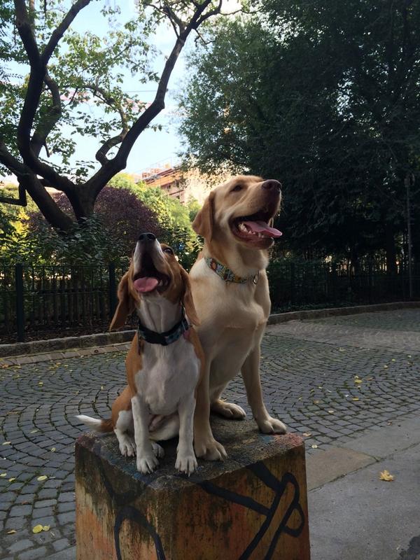 Luise beagle (@katyika83) on Twitter photo 