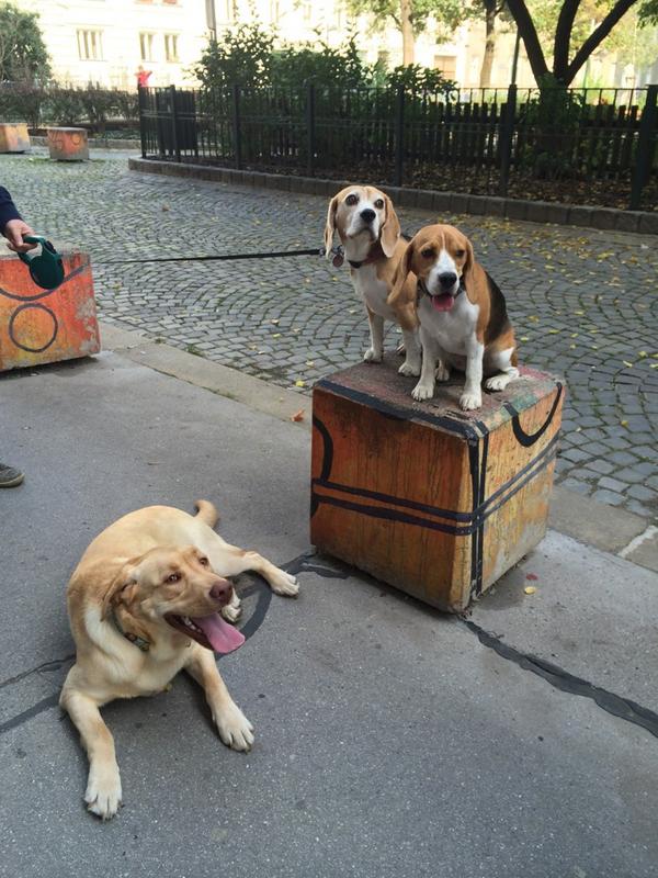 Luise beagle (@katyika83) on Twitter photo 