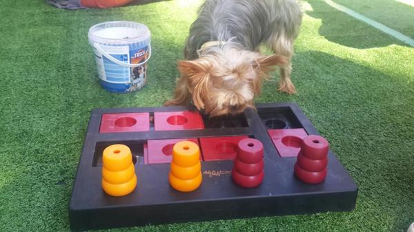 PerrotonEspana's tweet photo. La guapa Lola prueba sus habilidades con los juegos interactivos de @MundoTrixie en el #PlayCan del #PerrotonVillage http://t.co/28Cs2I2B50