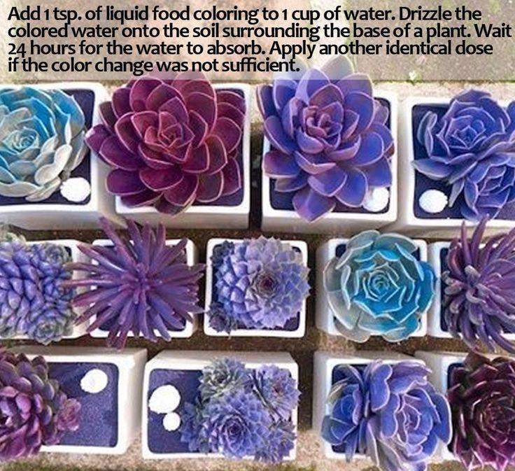 Beautiful Flowers On Twitter How To Dye Succulents With Food Coloring Beautiful Flowers Garden Love Http T Co Ila6exgxqe Twitter