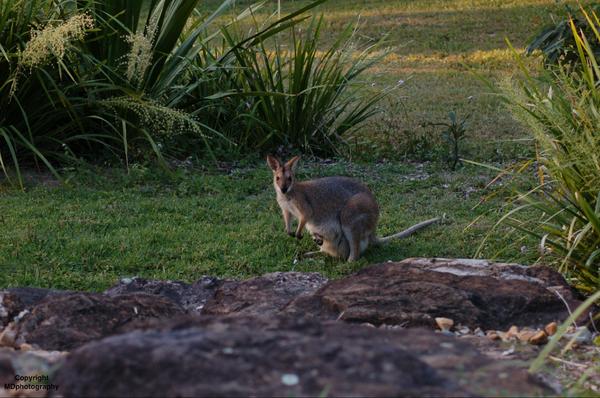 MDphotography4's tweet photo. #wallaby #nature #wildlife http://t.co/Rj4yEiSdQt