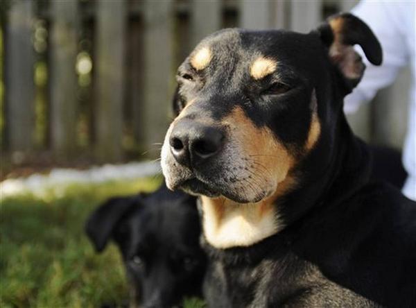 elnuevoherald's tweet photo. Perro llamado 'Lázaro' sobrevive a inyección letal http://t.co/pUZQpNGXGd #EEUU http://t.co/HGvAUIVcZs