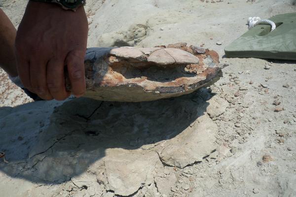 PaleoDW's tweet photo. Eocene age Turtle from Wyoming, found July 2013, now at @burkemuseum Seattle WA @NatlFossilDay #TurtleWorld http://t.co/7tVr9XogT0