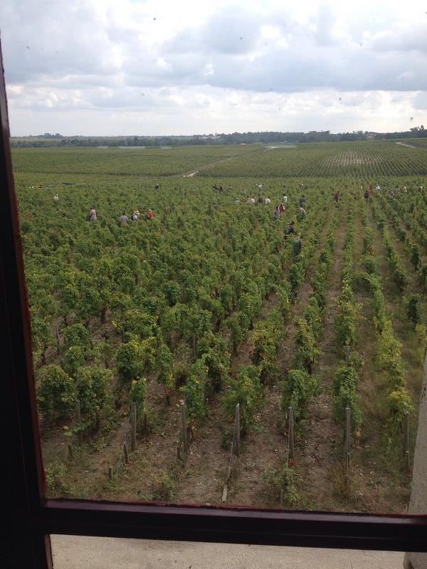 Amazing watching the harvest at pontet canet yesterday @AmpersandCaters @JascotsWine #pontetcanet #wineguild