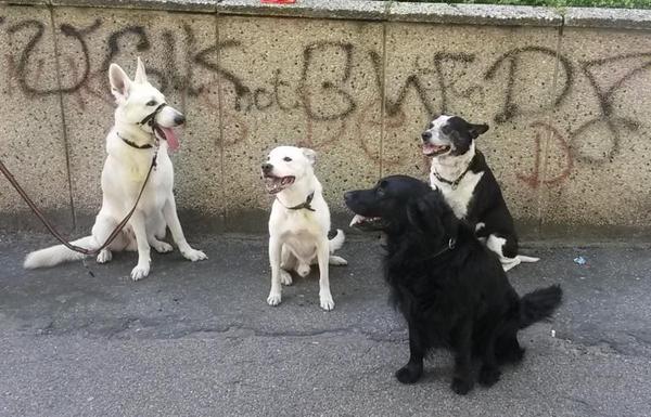 Luc Jensen tweet media