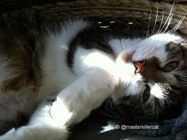masterkillercat's tweet image. While brother Master hunting the #rats ...Peppino enjoy the sun! hard work ;-) #cats #catsinaction #catsontwitter