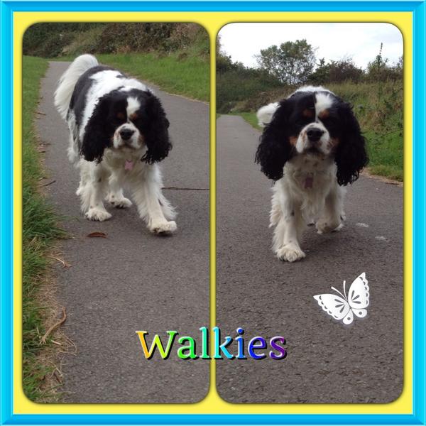 sillytilly85's tweet image. Enjoyed my Sunday afternoon walk #HappyTilly #timefornap