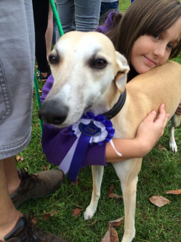 Doris the whippet wins 2nd prize 'most enviable ears'! #WarwickWag