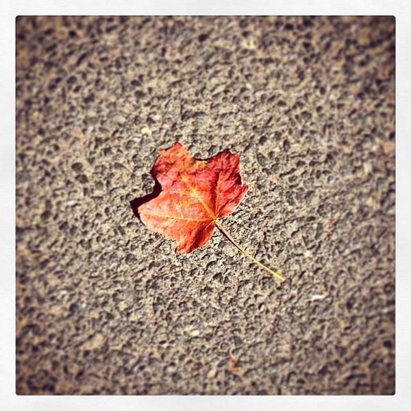 myautumn_ru's tweet image. одинокий, но гордый!
myautumn.ru
#осень #autumn #fall