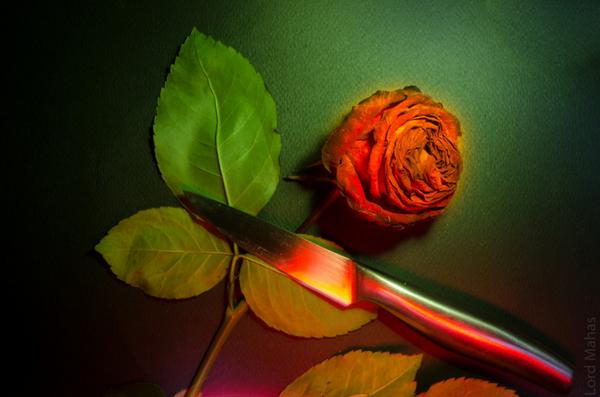 Surjamos's tweet image. Life or rose #O2SPhoto