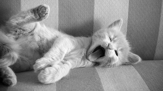 Good morning! The final touches are being put on the website right meow by our developers, stay tuned fur more!