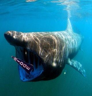 Conehead_Bois's tweet photo. Conehead vacation #TheConing @ORHScheer http://t.co/ABx0rdeXkh