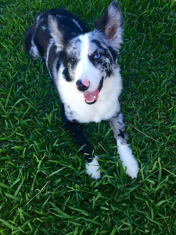kayviktorin's tweet photo. Enjoying this beautiful day outside with #rugerballs βοΈπ http://t.co/BtQKXoJDcL