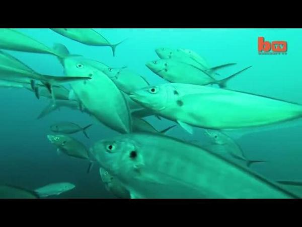 VideoUpNet's tweet photo. Great white shark attacks another great white. Rarely caught on film. 
http://t.co/Xol2g6fRtX http://t.co/4Ub9mbQIGX