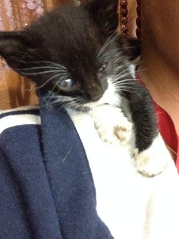 MASCOTASDECALLE's tweet photo. En adopción este mini Gatico de 1 mes y medio ya come solito. Lo entregamos sano. Mascotasdecalle@gmail.com #Caracas http://t.co/OIyY80NCfk