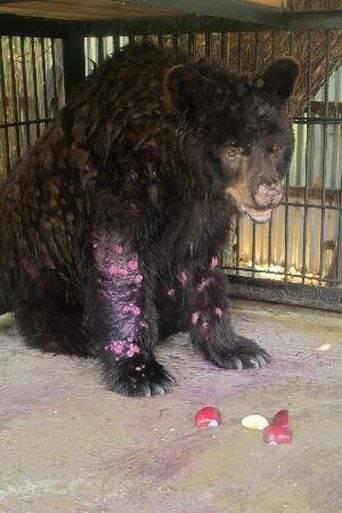 RussiaAnimals's tweet image. Подпишите петицию за принятие закона о защите животных: mypetition.ru/petition/24
